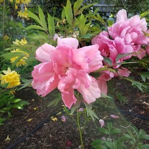 Meet your Posher, Hardish